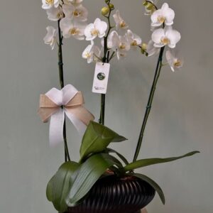 Orquideas Blancas